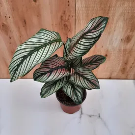 4" calathea white star